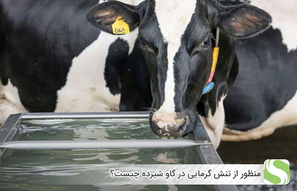 منظور از تنش گرمایی در گاو شیرده چیست؟ - اندیشه سبز