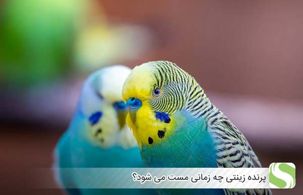 پرنده زینتی چه زمانی مست می شود؟ - اندیشه سبز