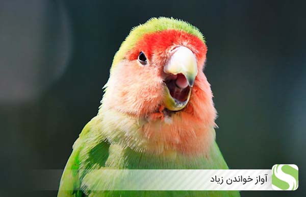 آواز خواندن زیاد - اندیشه سبز