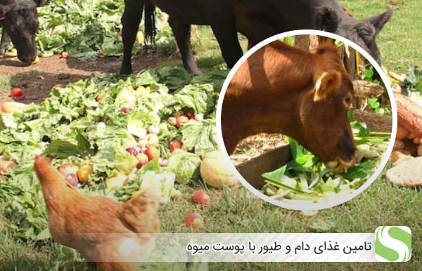 تامین غذای دام و طیور با پوست میوه - اندیشه سبز