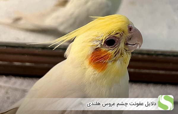 دلایل عفونت چشم عروس هلندی - اندیشه سبز