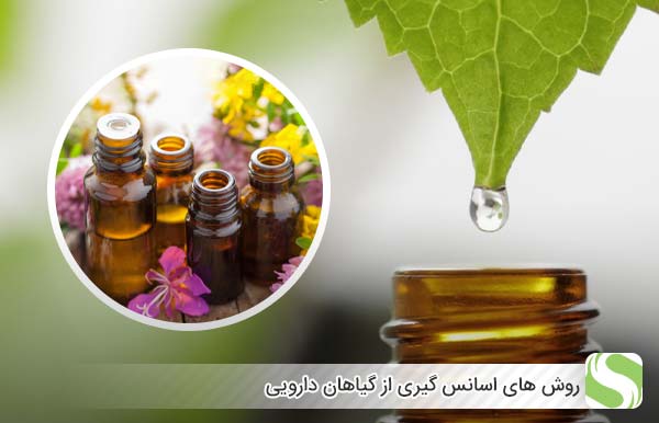 روش های اسانس گیری از گیاهان دارویی - اندیشه سبز