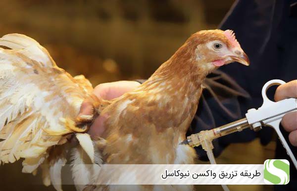 طریقه تزریق واکسن نیوکاسل - اندیشه سبز