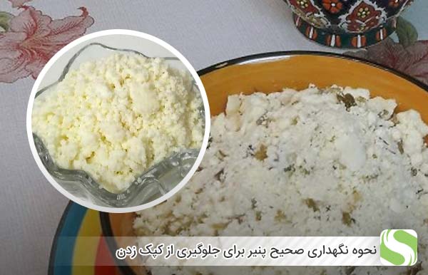 نحوه نگهداری صحیح پنیر برای جلوگیری از کپک زدن - اندیشه سبز
