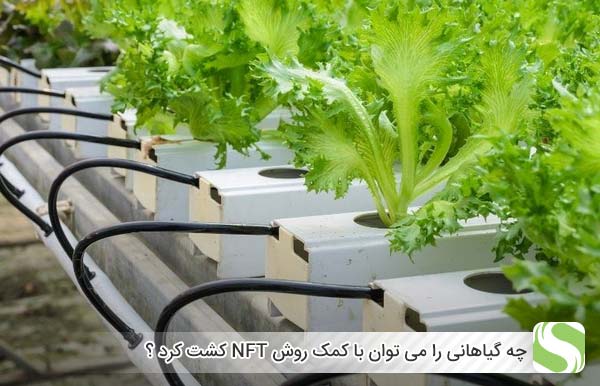 چه گیاهانی را می توان با کمک روش NFT کشت کرد ؟ - اندیشه سبز