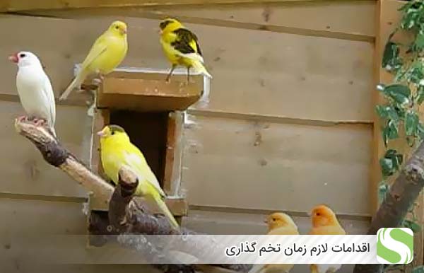 اقدامات لازم زمان تخم گذاری - اندیشه سبز