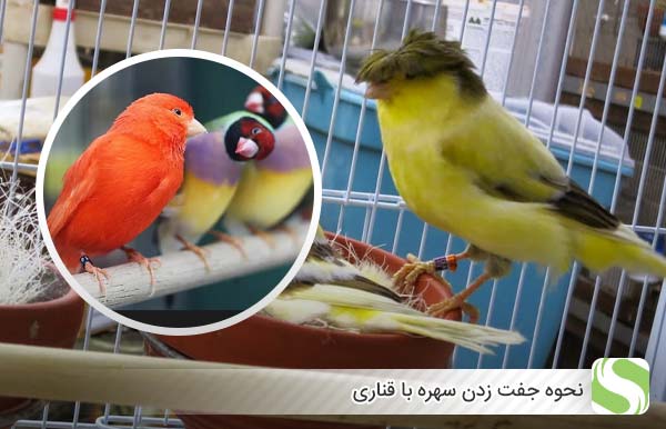 نحوه جفت زدن سهره با قناری - اندیشه سبز
