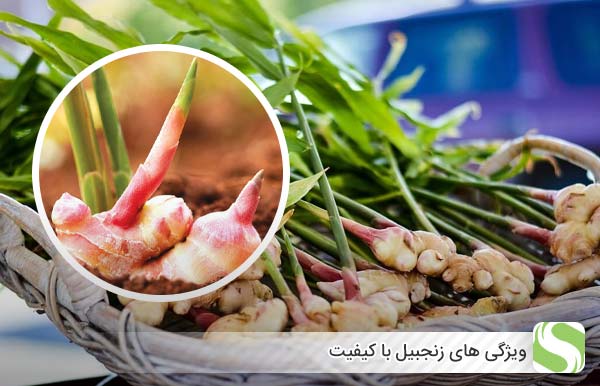 ویژگی ­های زنجبیل با کیفیت - اندیشه سبز