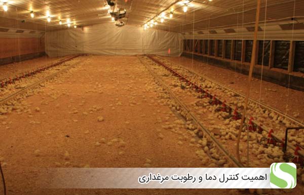 اهمیت کنترل دما و رطوبت مرغداری - اندیشه سبز