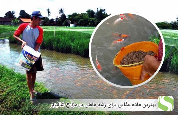 بهترین ماده غذایی برای رشد ماهی در مزارع شالیزار - اندیشه سبز