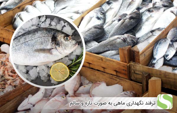 ترفند نگهداری ماهی به صورت تازه و سالم در ماهی فروشی - اندیشه سبز