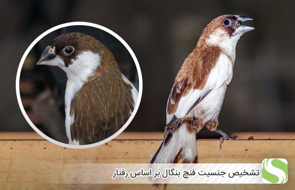 تشخیص جنسیت فنچ بنگال بر اساس رفتار - اندیشه سبز