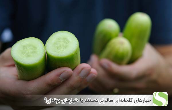 خیارهای گلخانه‌ای سالم‌تر هستند یا خیارهای بوته‌ای؟ - اندیشه سبز