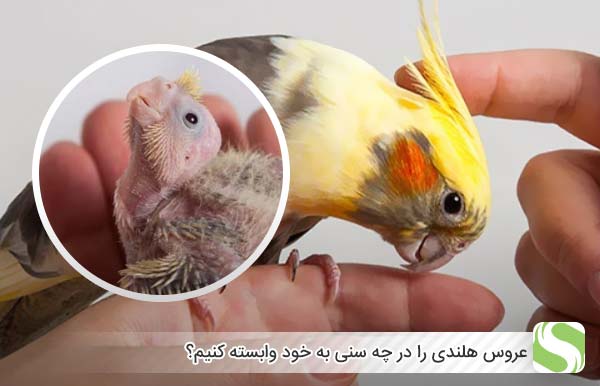 عروس هلندی را در چه سنی به خود وابسته کنیم؟ - اندیشه سبز