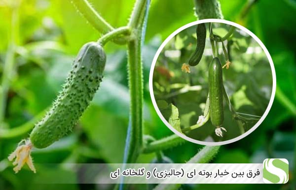 فرق بین خیار بوته‌ ای (جالیزی) و گلخانه ای - اندیشه سبز