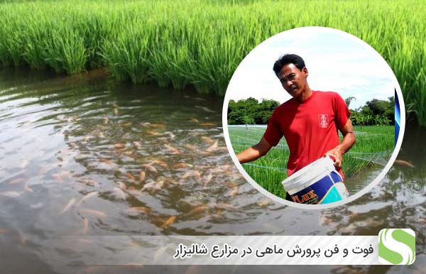 فوت و فن پرورش ماهی در مزارع شالیزار - اندیشه سبز