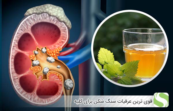 قوی ترین عرقیات سنگ شکن برای کلیه - اندیشه سبز