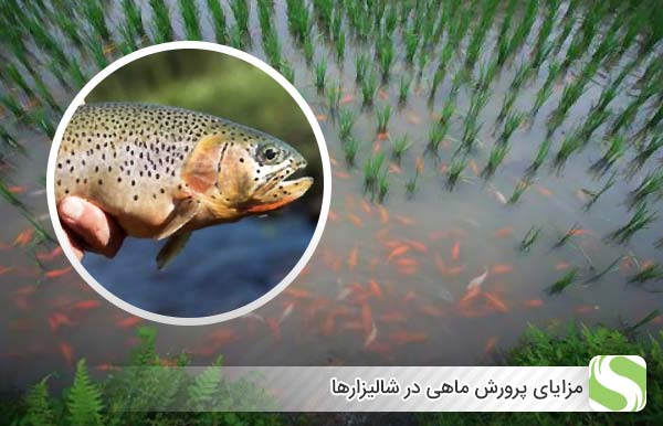 مزایای پرورش ماهی در شالیزارها - اندیشه سبز