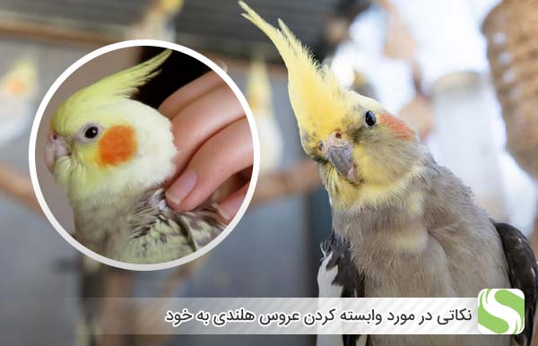 نکاتی در مورد وابسته کردن عروس هلندی به خود - اندیشه سبز