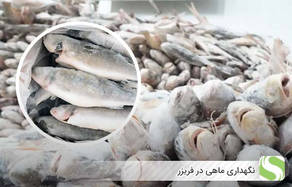 نگهداری ماهی در فریزر - اندیشه سبز