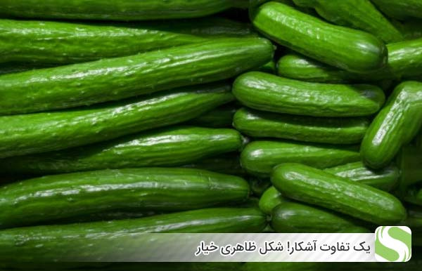 یک تفاوت آشکار! شکل ظاهری خیار - اندیشه سبز