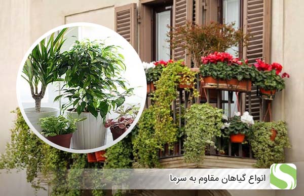 انواع گیاهان مقاوم به سرما - اندیشه سبز