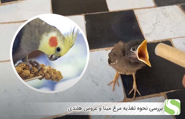 بررسی نحوه تغذیه مرغ مینا و عروس هلندی - اندیشه سبز