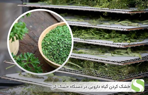 خشک کردن گیاه دارویی در دستگاه خشک کن - اندیشه سبز