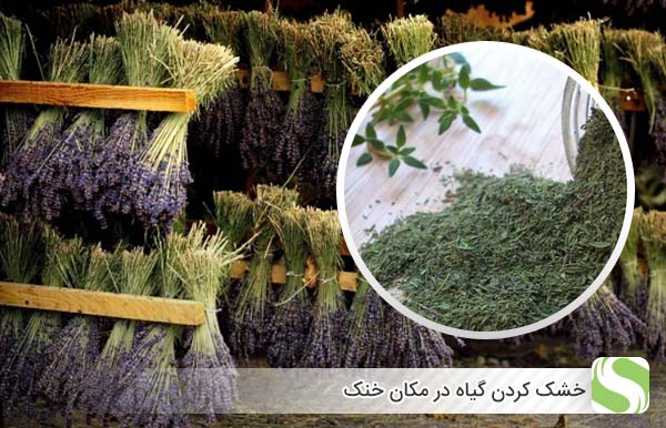 خشک کردن گیاه در مکان خنک - اندیشه سبز