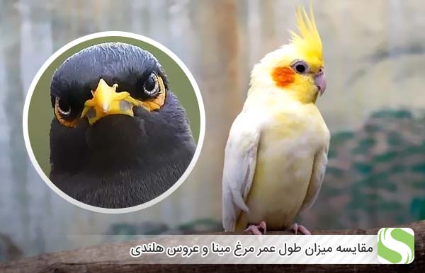 مقایسه میزان طول عمر مرغ مینا و عروس هلندی - اندیشه سبز