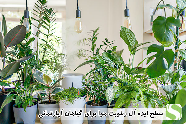 سطح ایده آل رطوبت هوا برای گیاهان آپارتمانی - اندیشه سبز