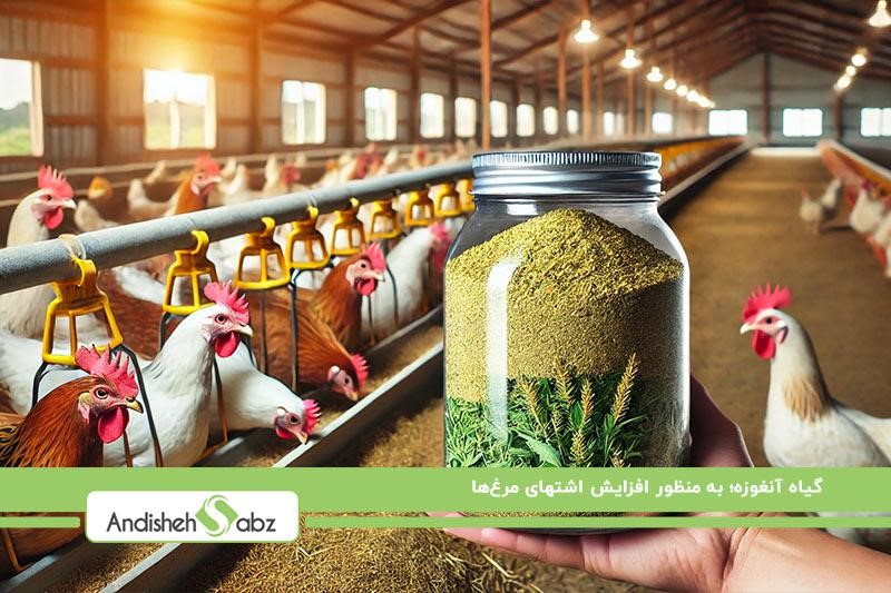مصرف گیاه آنغوزه برای افزایش اشتهای مرغها