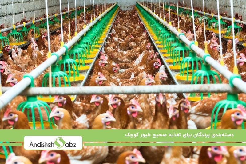 دسته بندی پرندهها برای افزایش وزن مرغ گوشتی
