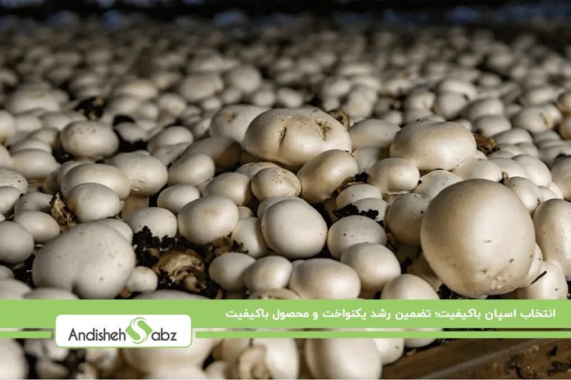 اسپان مناسب، کلید موفقیت در پرورش قارچ دکمهای