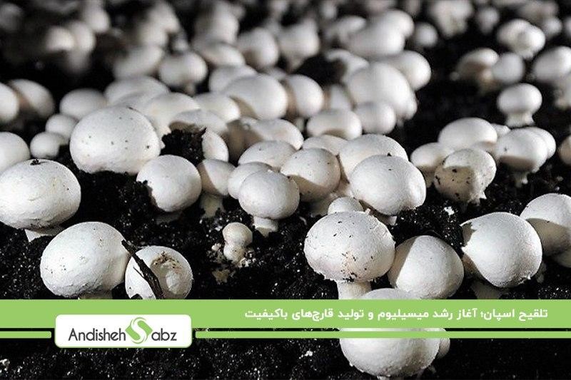تلقیح و رشد میسیلیوم؛ اولین گام برای تولید قارچ