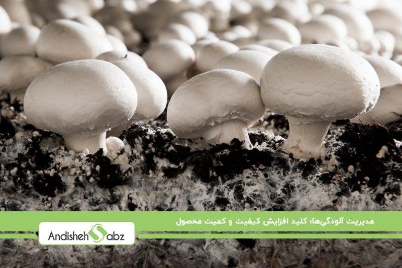 افزایش کیفیت قارچ دکمهای با مدیریت آلودگی فضای رشد