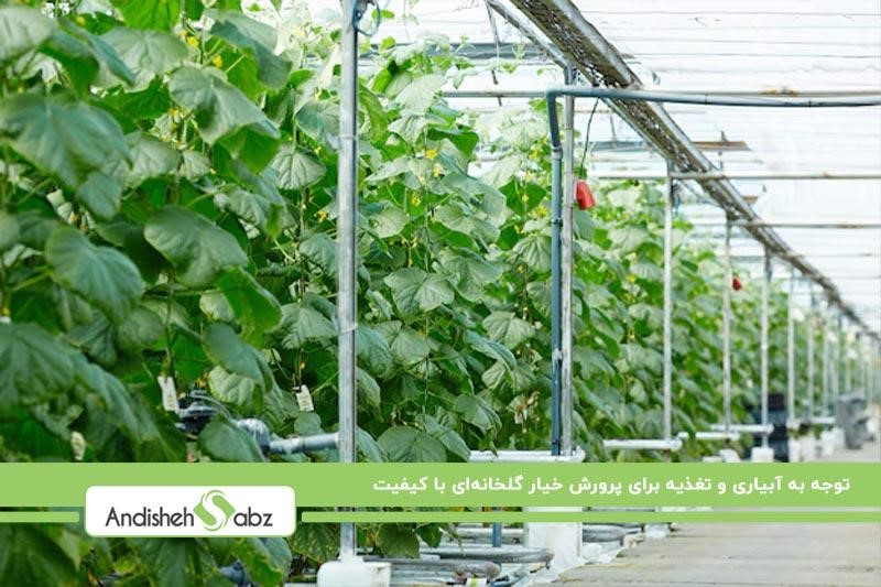 بررسی نورپردازی و نیاز نوری خیار در گلخانه ۱۰۰ متری