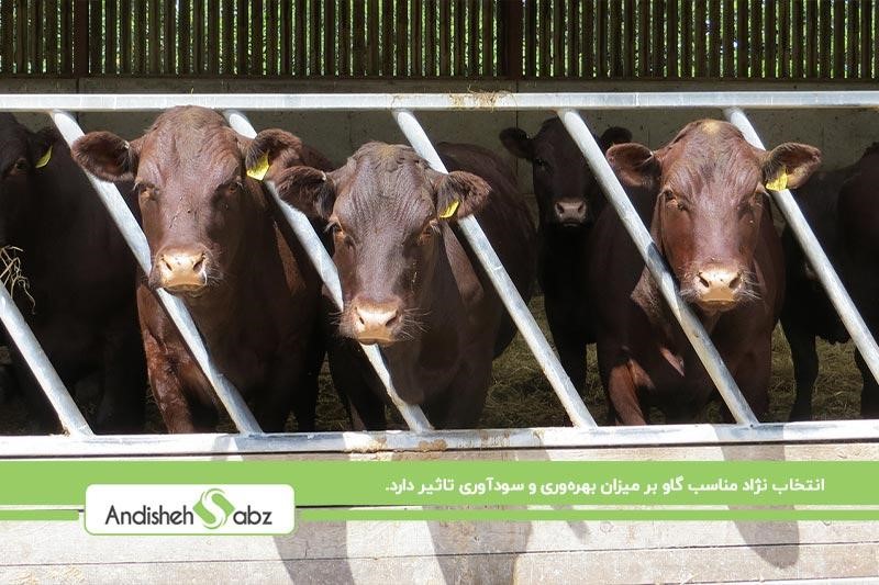 انتخاب نژاد مناسب برای پرورش گاو گوشتی پربازده