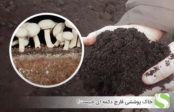 خاک پوششی قارچ دکمه ای چیست؟ - اندیشه سبز