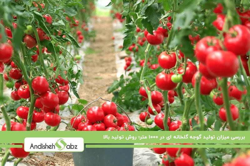 میزان تولید گوجه گلخانه ای در 1000 متر