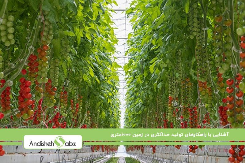 کشت گوجه گلخانه ای