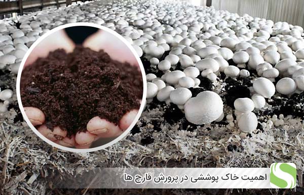 اهمیت خاک پوششی در پرورش قارچ ها - اندیشه سبز