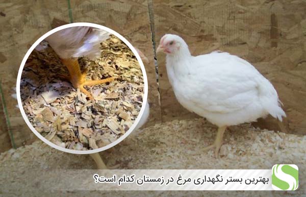 بهترین بستر نگهداری مرغ در زمستان کدام است؟ - اندیشه سبز