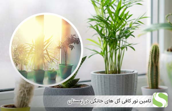 تامین نور کافی گل های خانگی در زمستان - اندیشه سبز
