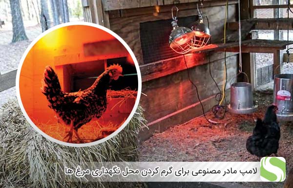 لامپ مادر مصنوعی برای گرم کردن محل نگهداری مرغ ها - اندیشه سبز