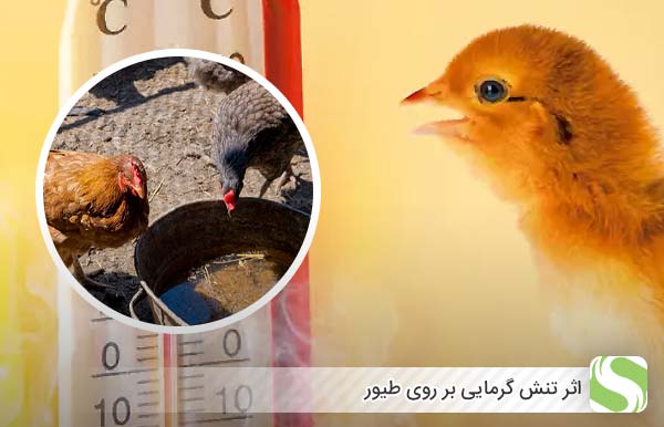 اثر تنش گرمایی بر روی طیور - اندیشه سبز