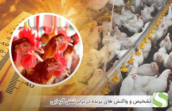 تشخیص و واکنش های پرنده در برابر تنش گرمایی - اندیشه سبز