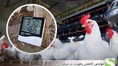 عوارض کاهش رطوبت در مرغداری - اندیشه سبز