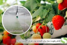کدام رطوبت ساز برای گلخانه توت فرنگی مناسب تره ؟ - اندیشه سبز
