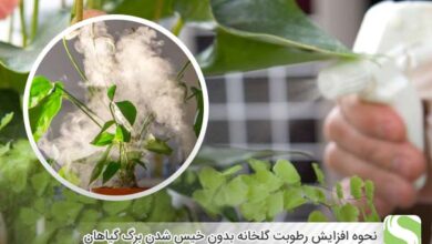 نحوه افزایش رطوبت گلخانه بدون خیس شدن برگ گیاهان - اندیشه سبز